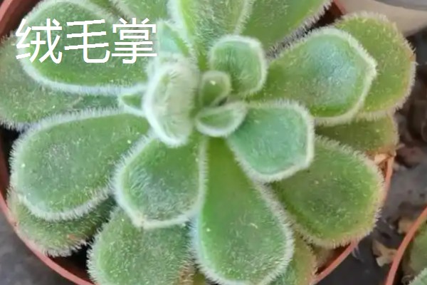 石莲花的种类介绍,有绒毛掌、美丽石莲花等