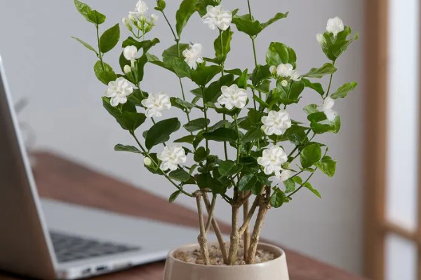 茉莉花怎样过冬,需要将植株移入室内养护