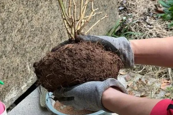 茉莉花怎样过冬,需要将植株移入室内养护