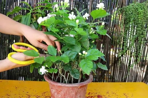 茉莉花怎样过冬,需要将植株移入室内养护