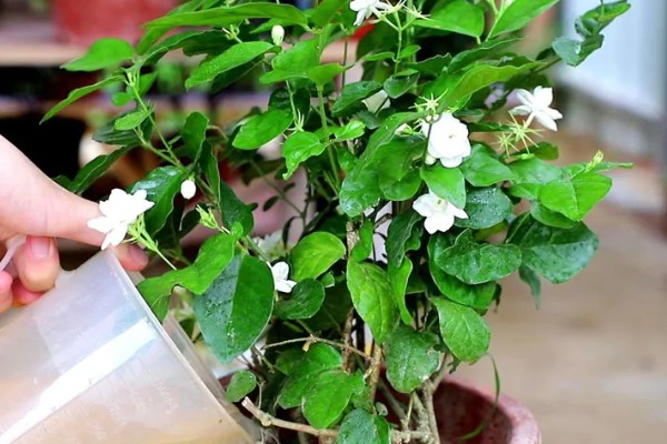 茉莉花怎样过冬,需要将植株移入室内养护