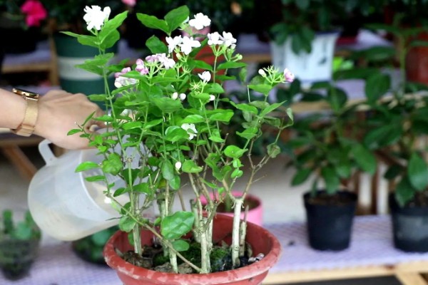 茉莉花怎样过冬,需要将植株移入室内养护
