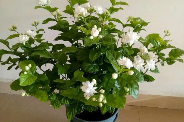 茉莉花怎样过冬,需要将植株移入室内养护