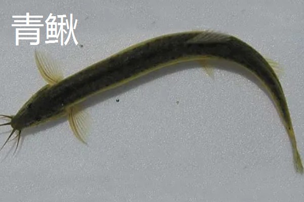 泥鳅是不是鱼类,属于小型底层鱼类