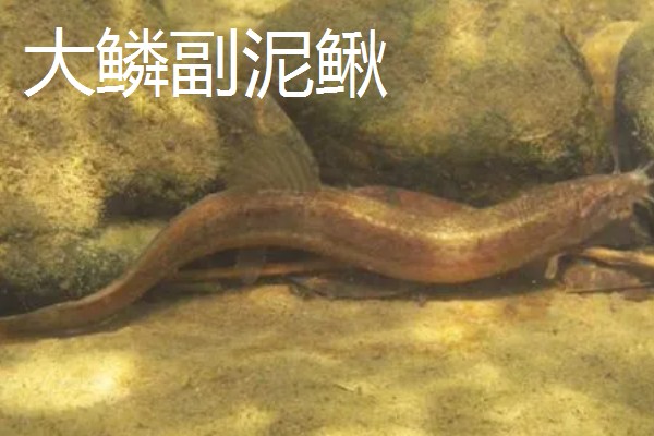 泥鳅是不是鱼类,属于小型底层鱼类