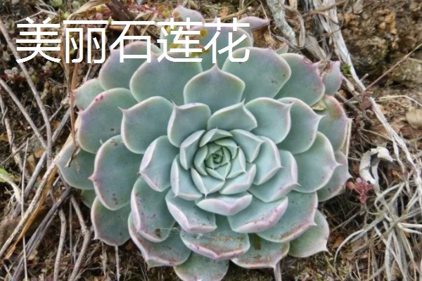 石莲花的种类介绍,有绒毛掌、美丽石莲花等