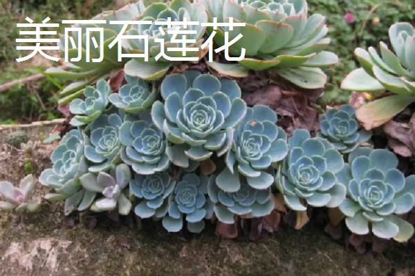 石莲花的种类介绍,有绒毛掌、美丽石莲花等