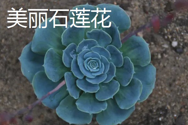 石莲花的种类介绍,有绒毛掌、美丽石莲花等