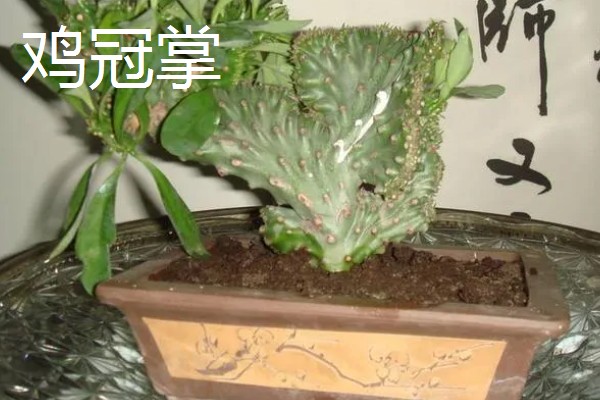 石莲花的种类介绍,有绒毛掌、美丽石莲花等