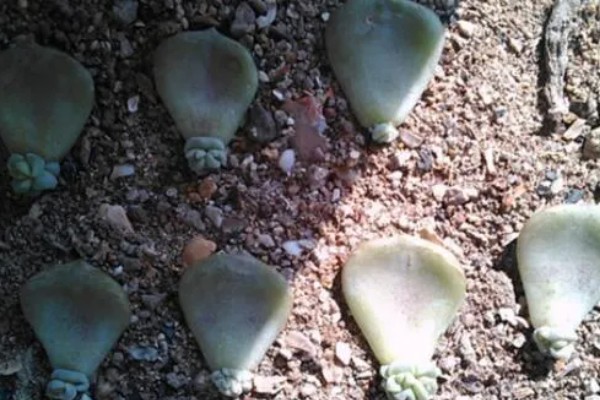石莲花的种类介绍,有绒毛掌、美丽石莲花等