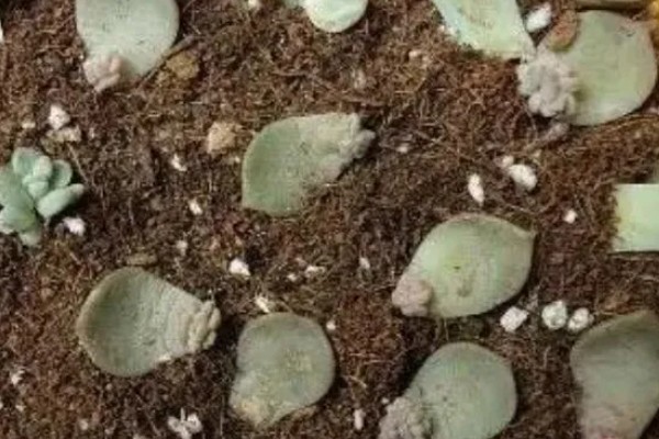 石莲花的种类介绍,有绒毛掌、美丽石莲花等