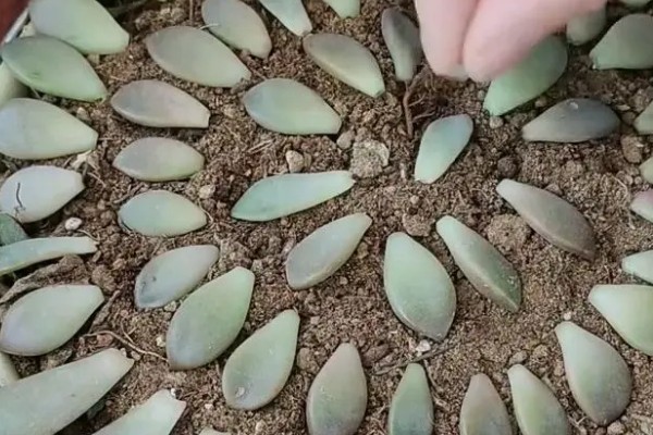 石莲花的种类介绍,有绒毛掌、美丽石莲花等