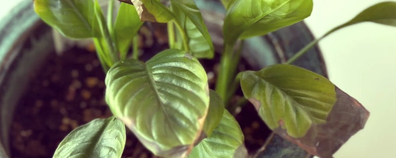 白掌花变黑要剪掉吗，通常需要剪掉