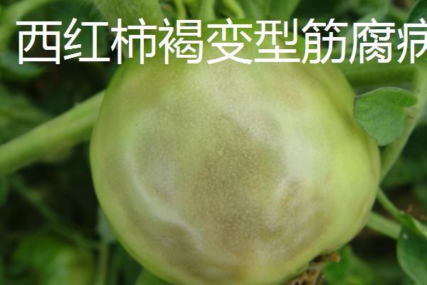 西红柿发黑的原因,可能是患有西红柿晚疫病