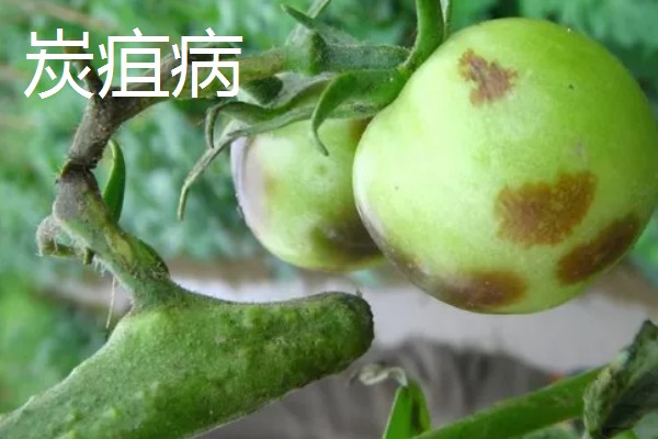 西红柿发黑的原因,可能是患有西红柿晚疫病