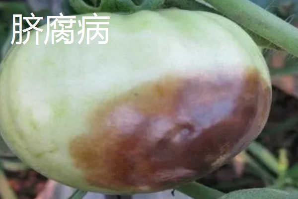 西红柿发黑的原因,可能是患有西红柿晚疫病