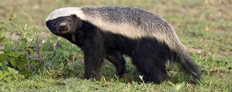 蜜獾有什么种类，分为蜜獾波斯亚种、蜜獾白背亚种等5个品种