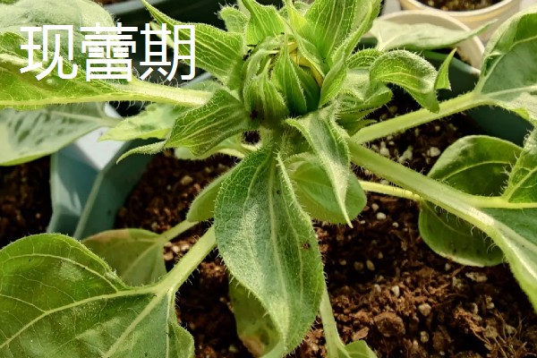 向日葵和香槟玫瑰花的寓意,寓意祝福祝愿、永远爱你等