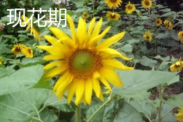 向日葵和香槟玫瑰花的寓意,寓意祝福祝愿、永远爱你等
