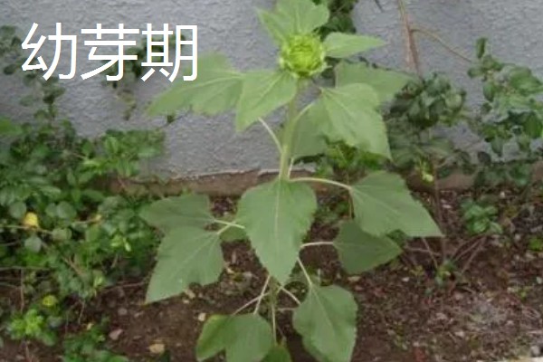 向日葵和香槟玫瑰花的寓意,寓意祝福祝愿、永远爱你等