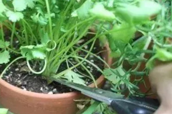 香菜能不能驱鼠,散发出来的气味可以驱逐家鼠
