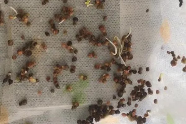香菜能不能驱鼠,散发出来的气味可以驱逐家鼠