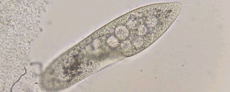 草履虫属于哪种生物，是一种单细胞雌雄同体的动物