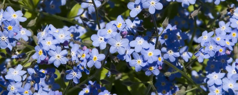 勿忘我的花语，寓意永恒的爱、浓情厚谊等