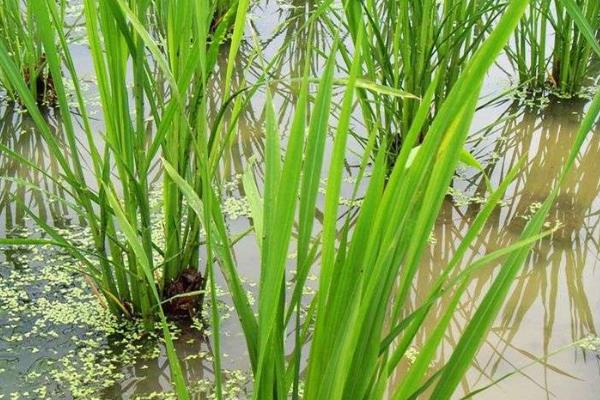 茭白怎么管理，分蘖前将水位保持在3-5厘米