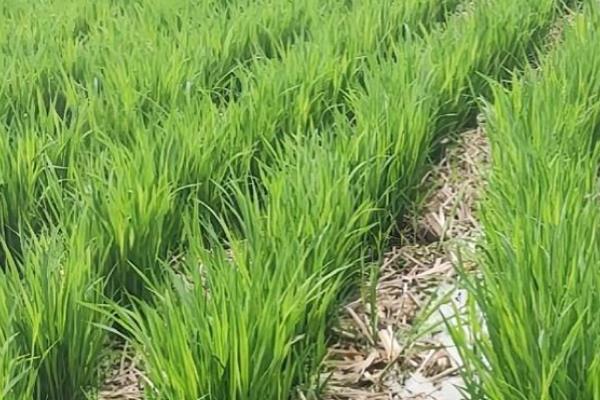 茭白怎么管理，分蘖前将水位保持在3-5厘米
