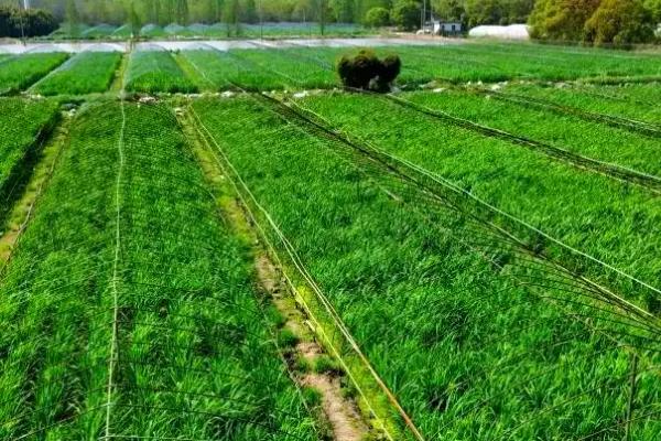 茭白怎么管理，分蘖前将水位保持在3-5厘米