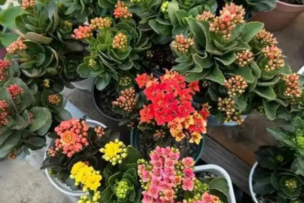 长寿花遮光催花的方法，先接受8-9小时的光照再放到黑暗处