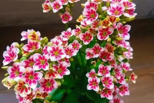 长寿花遮光催花的方法，先接受8-9小时的光照再放到黑暗处
