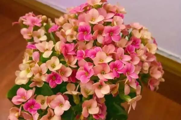 长寿花遮光催花的方法，先接受8-9小时的光照再放到黑暗处