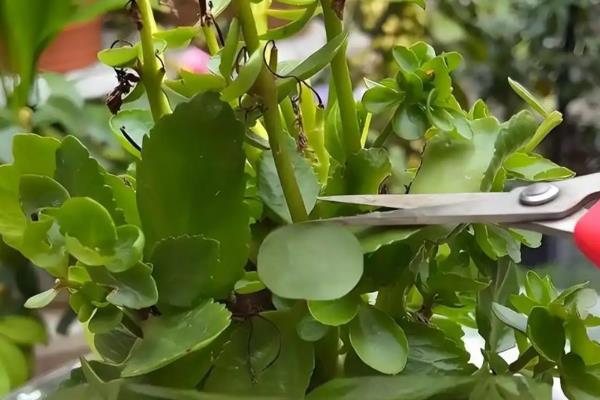 长寿花遮光催花的方法，先接受8-9小时的光照再放到黑暗处