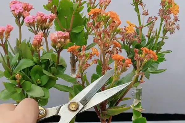 长寿花遮光催花的方法，先接受8-9小时的光照再放到黑暗处