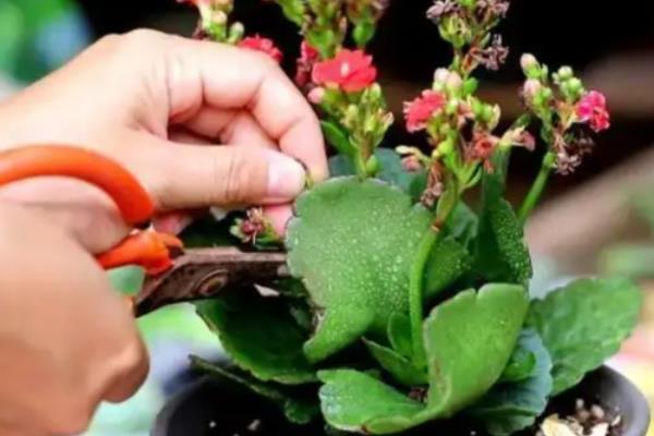 长寿花遮光催花的方法，先接受8-9小时的光照再放到黑暗处