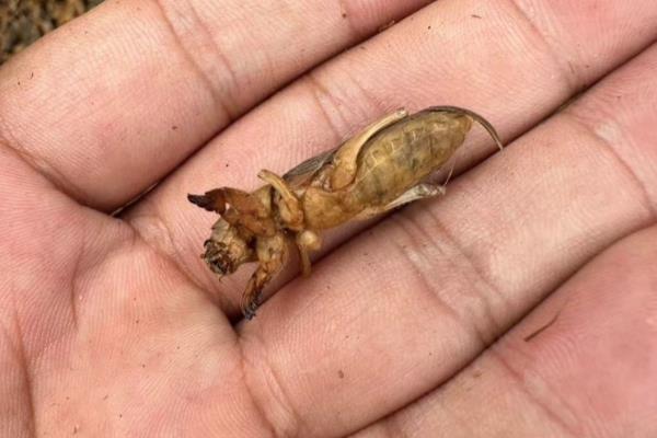 大豆苗期的管理技巧,定苗在首片复叶出现时进行