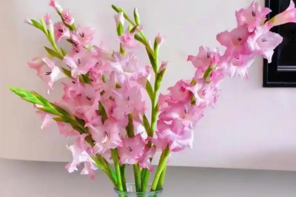 荷之冠兰花的价格，为420元左右一苗