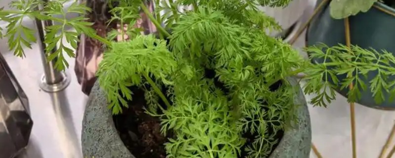 怎么种植长出叶子的胡萝卜，根系要完全栽入土壤中