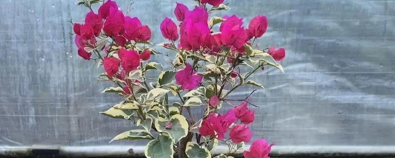三角梅蓝月亮开花勤吗，本身开花不勤