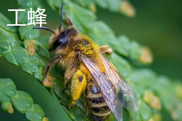 蜜蜂有几种类型，分为蜂王、工蜂和雄蜂