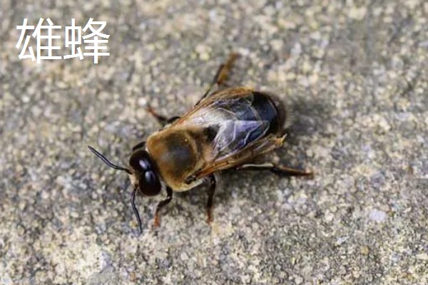 蜜蜂有几种类型，分为蜂王、工蜂和雄蜂