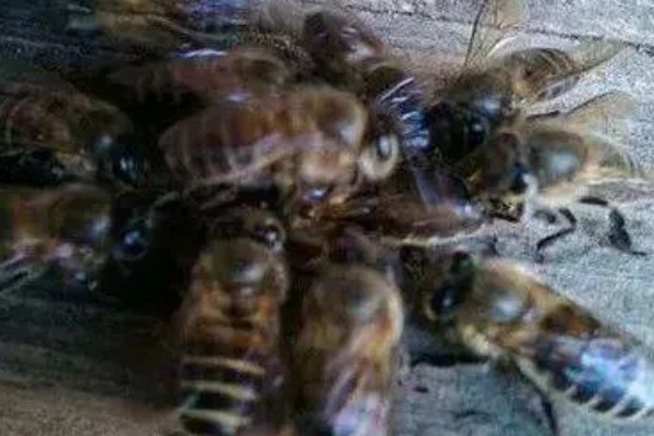 蜜蜂有几种类型，分为蜂王、工蜂和雄蜂