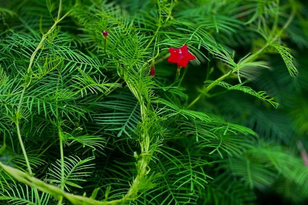 茑萝的浇水方法,春秋季节每隔3-5天浇一次