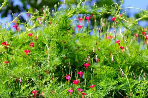 茑萝的浇水方法,春秋季节每隔3-5天浇一次
