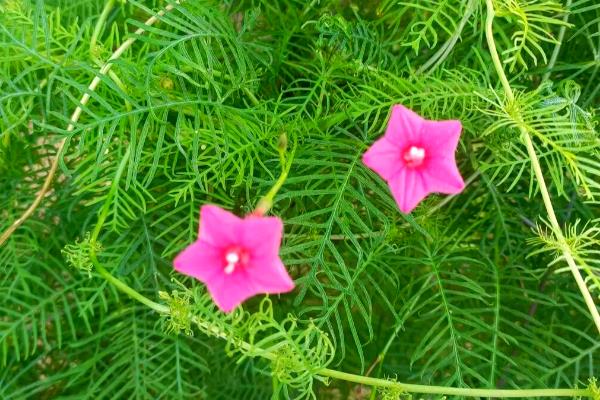 茑萝的浇水方法,春秋季节每隔3-5天浇一次