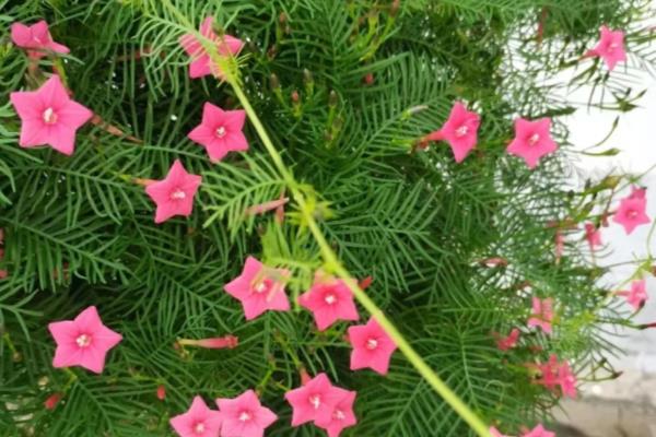 茑萝的浇水方法,春秋季节每隔3-5天浇一次