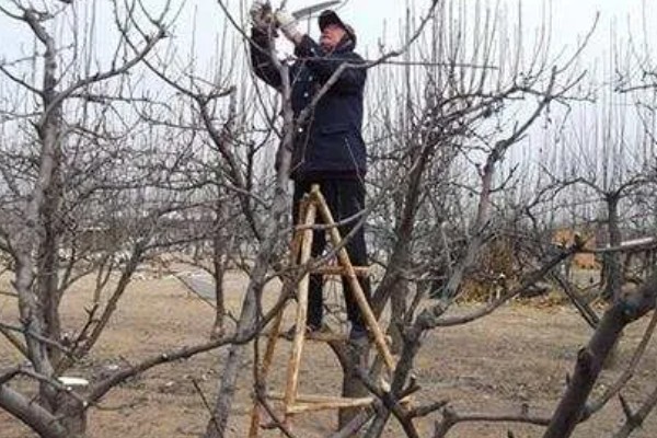 梨树冬季修剪的措施,要经常保持枝组年轻化