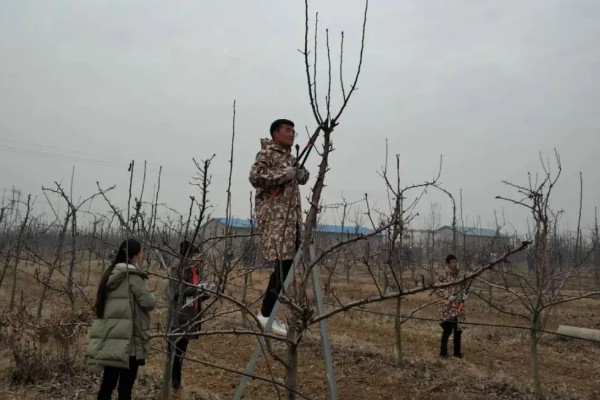 梨树冬季修剪的措施,要经常保持枝组年轻化